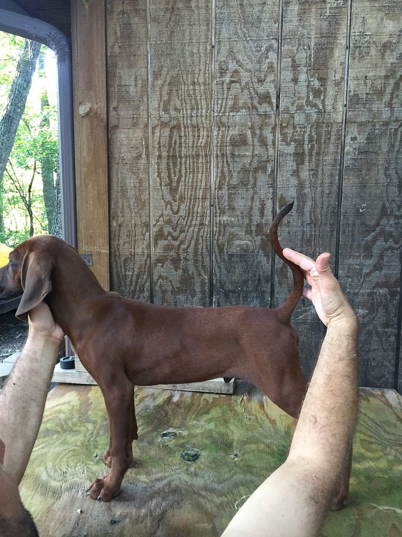 UKC Forums Bigfoot Kennels